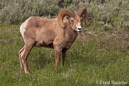 Yellowstone National Park Big Horn Ram